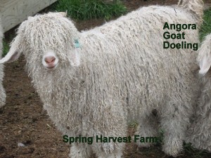 Angora-Goat-Doeling