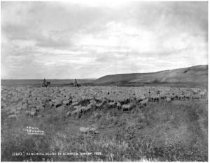 Ranching Scene in Alberta