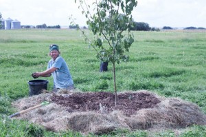 Finishing up another tree plot.