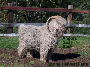 Angora-Goat-Buck