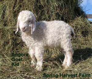 angora-goat-baby