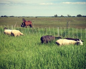 PrairieSheep