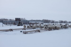IMG_1593