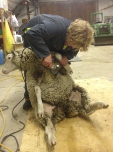 Lorelee Shearing