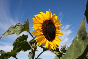 sunflowers