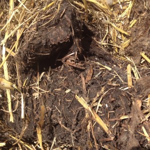 Wool Compost