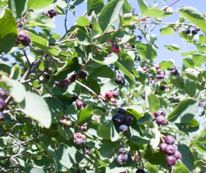 Saskatoons