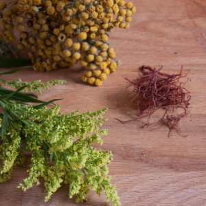 Harvested-Plants