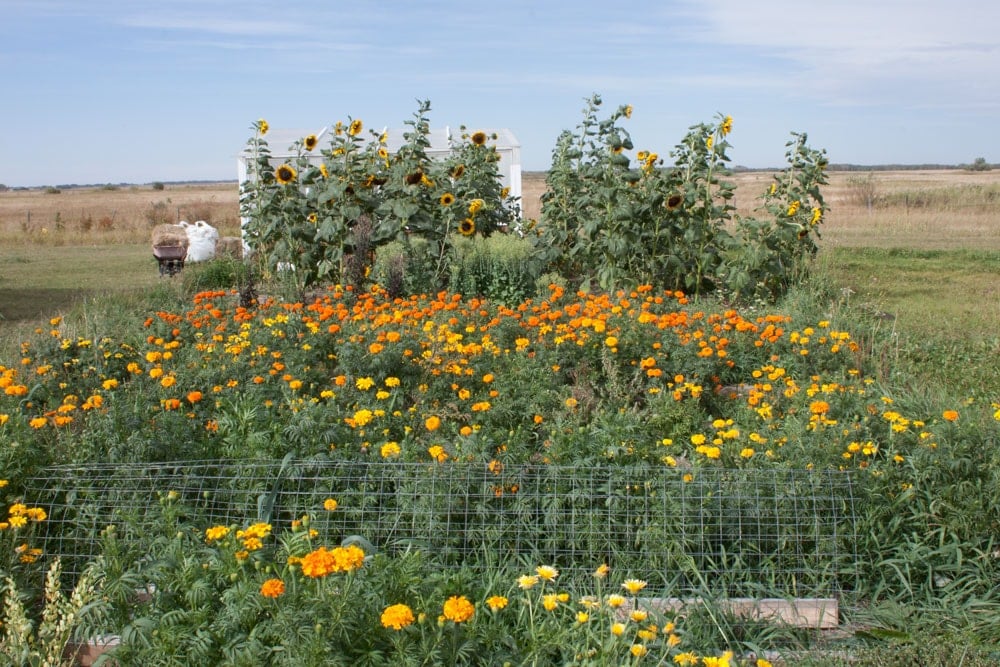 Annualgarden