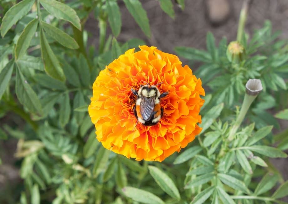 Bee