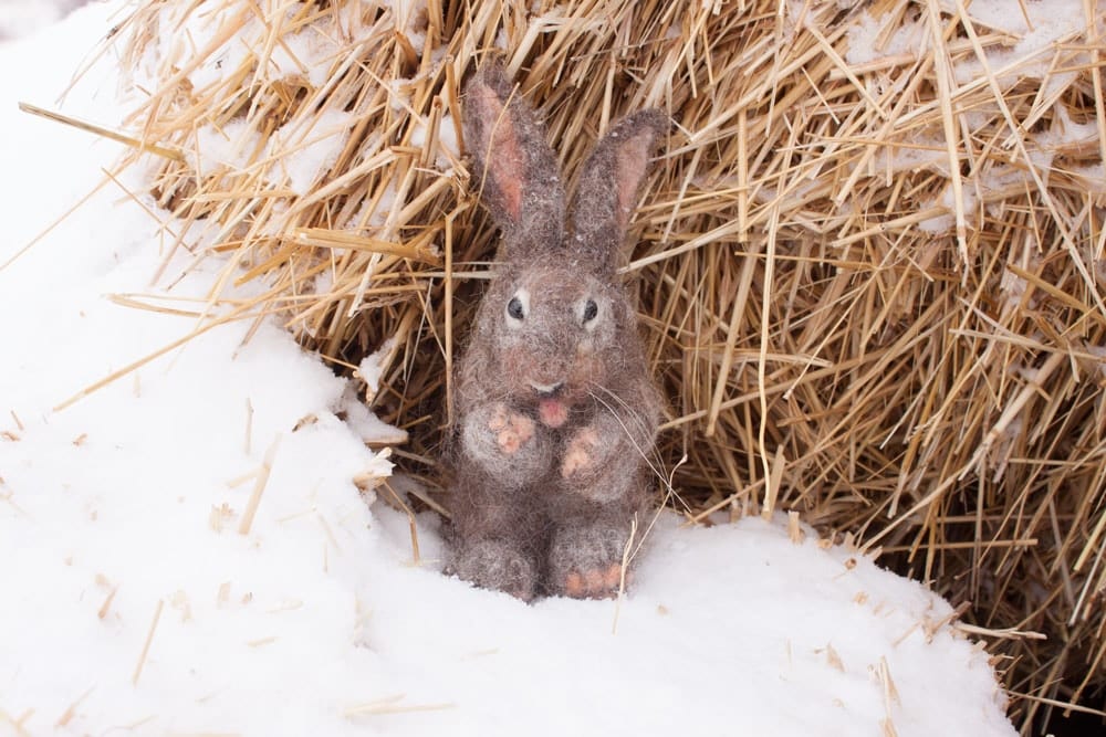 Wildnwoolyrabbit