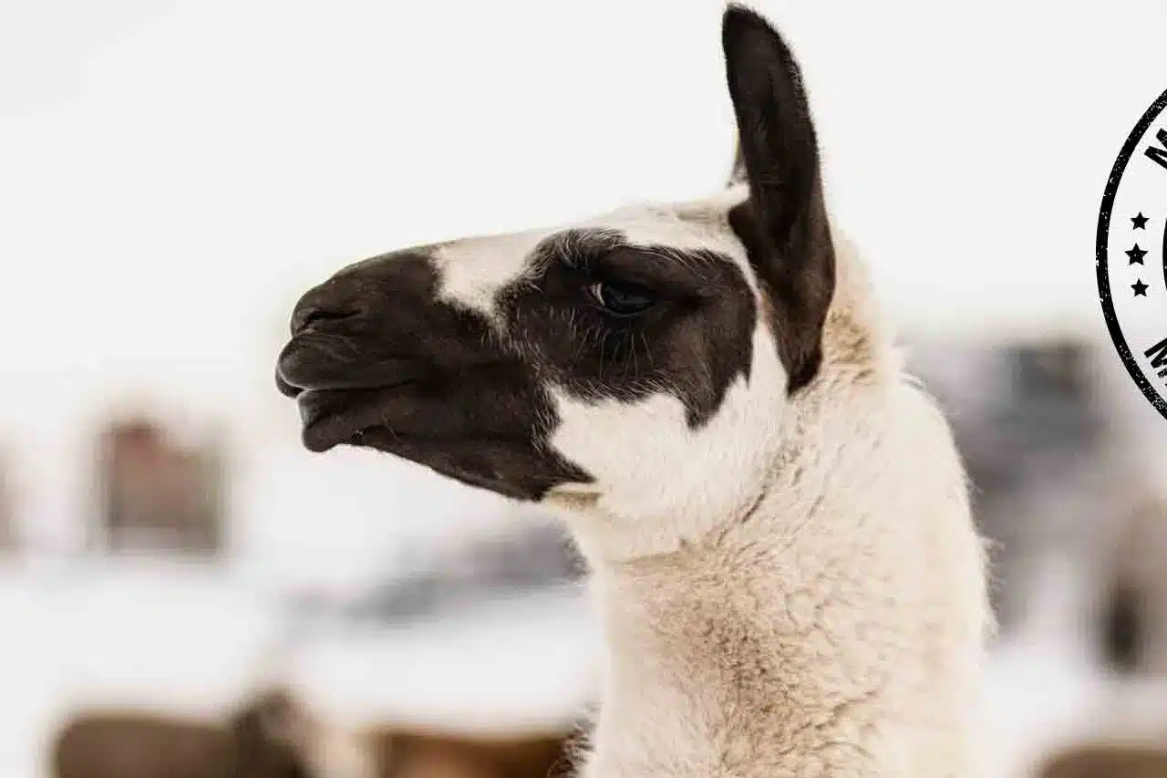 Custom Woolen Mills 54